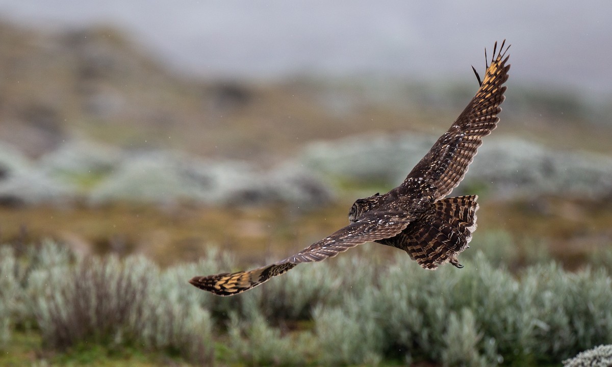 Cape Eagle-Owl (Northern) - Chris Wood