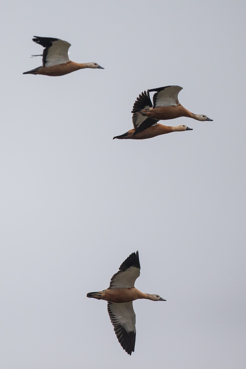 Ruddy Shelduck - ML498351901