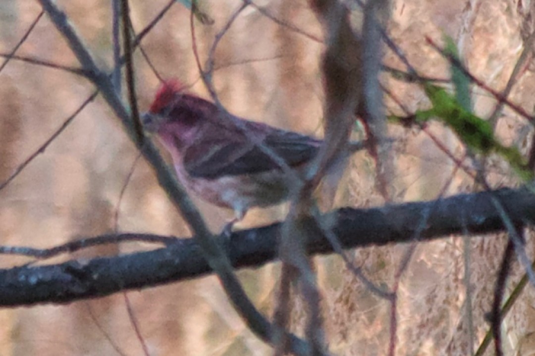 Purple Finch - ML498353621