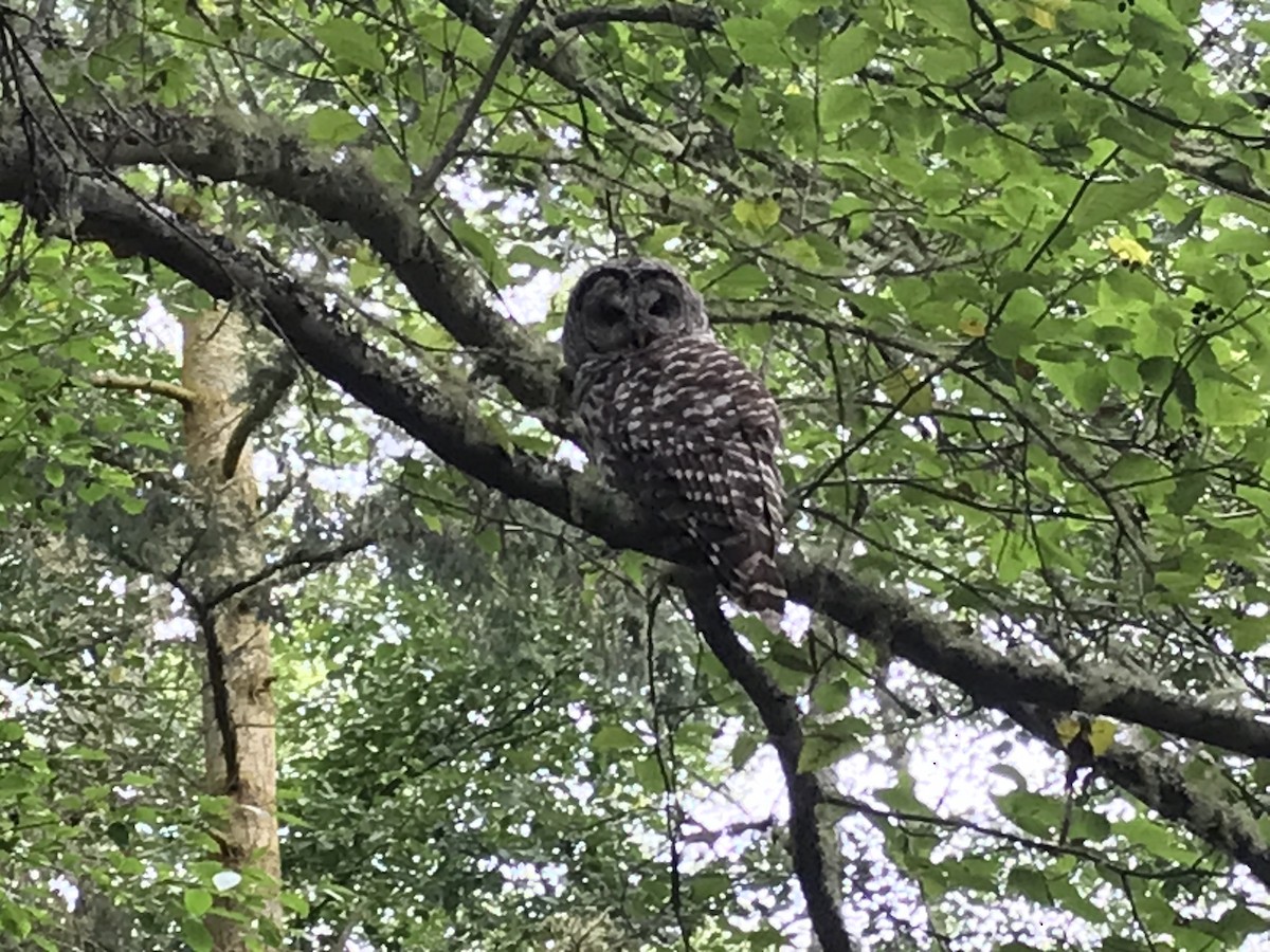 Barred Owl - ML498353871