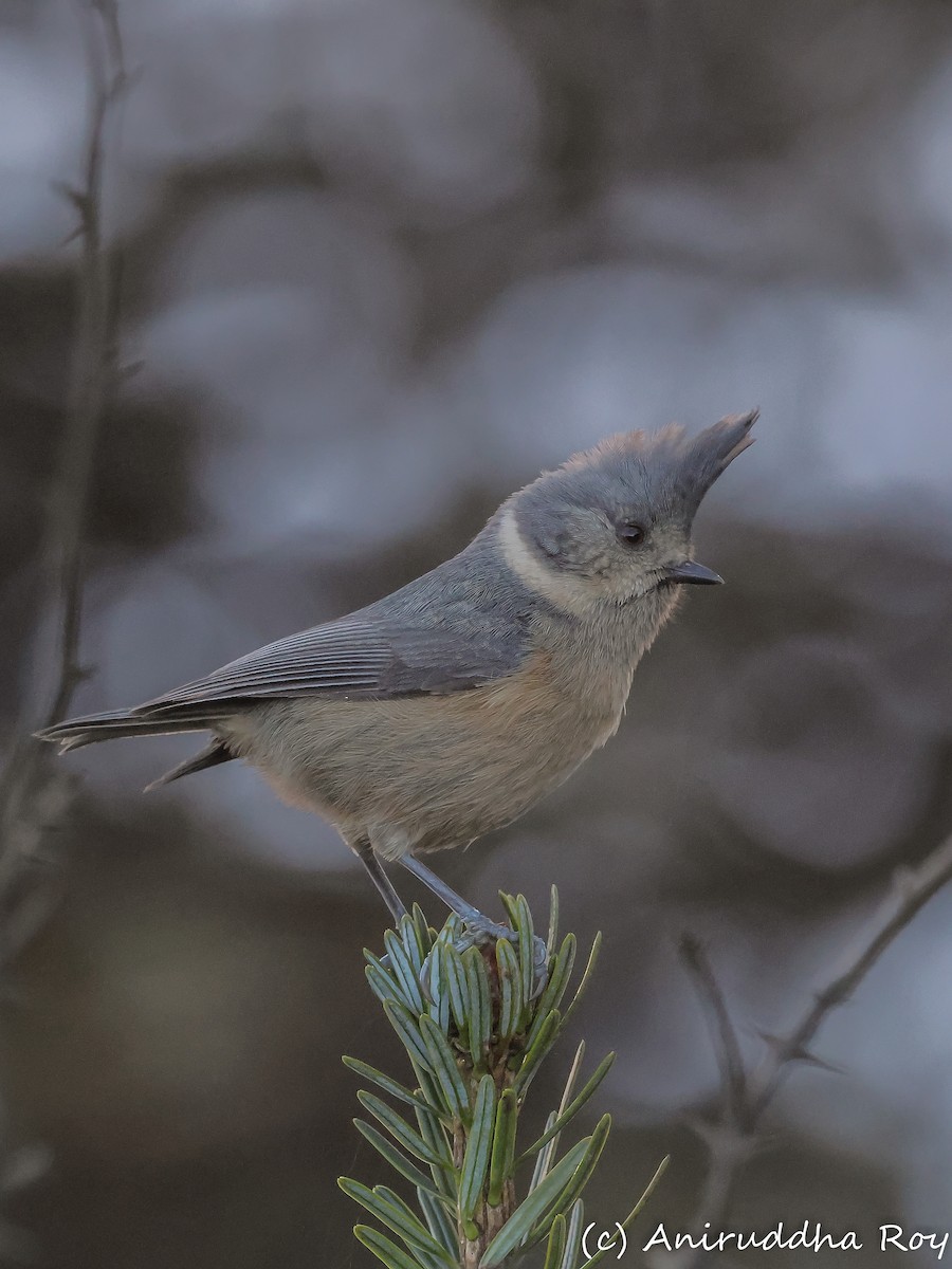 Gray-crested Tit - Aniruddha  Roy