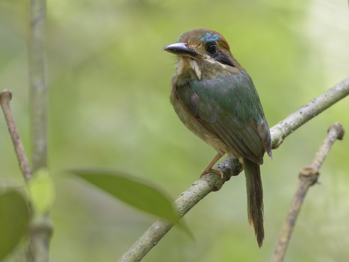 Tody Motmot - ML498355241