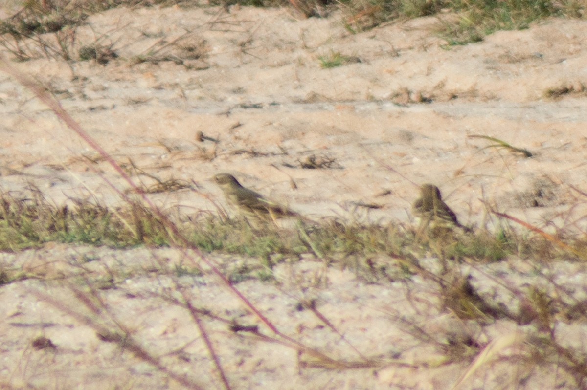 American Pipit - ML498355541