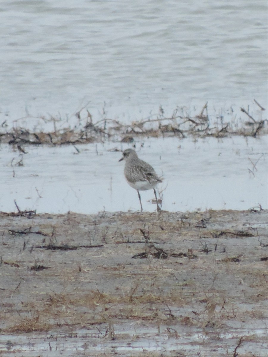 Black-bellied Plover - Kathryn Hyndman