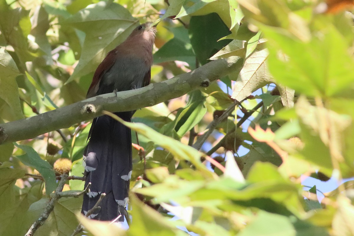 Squirrel Cuckoo - Mark L. Hoffman