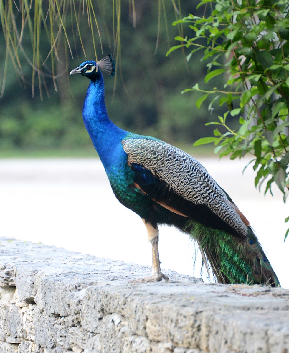 Indian Peafowl - ML49835841