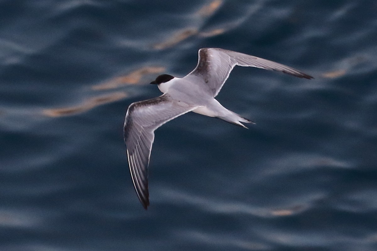 Common Tern - ML498358881