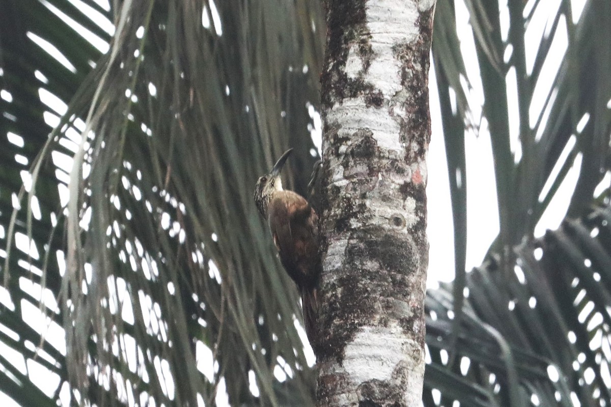 White-throated Woodcreeper - ML498359121