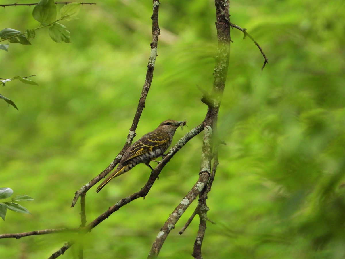 Black Cuckooshrike - ML498359521