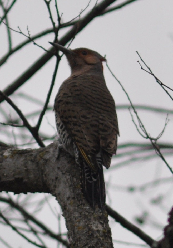 Northern Flicker - M.K. McManus-Muldrow