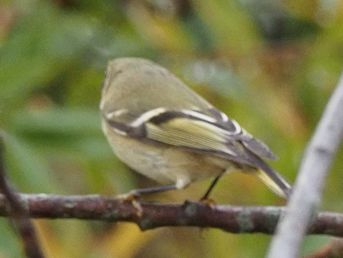 Ruby-crowned Kinglet - ML498360931