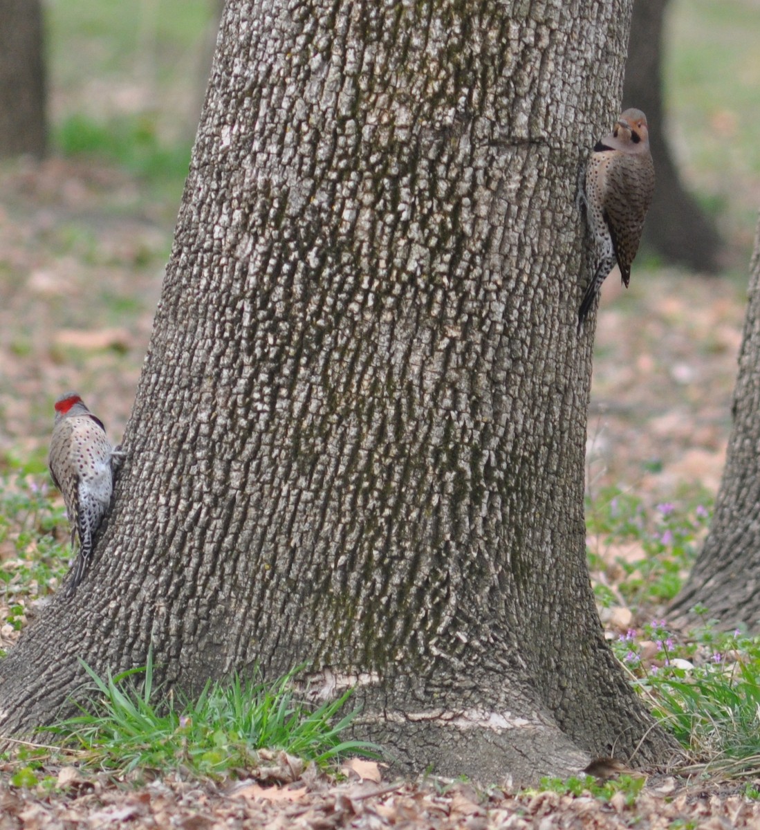 Northern Flicker - M.K. McManus-Muldrow