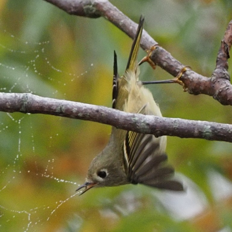 Ruby-crowned Kinglet - ML498362511