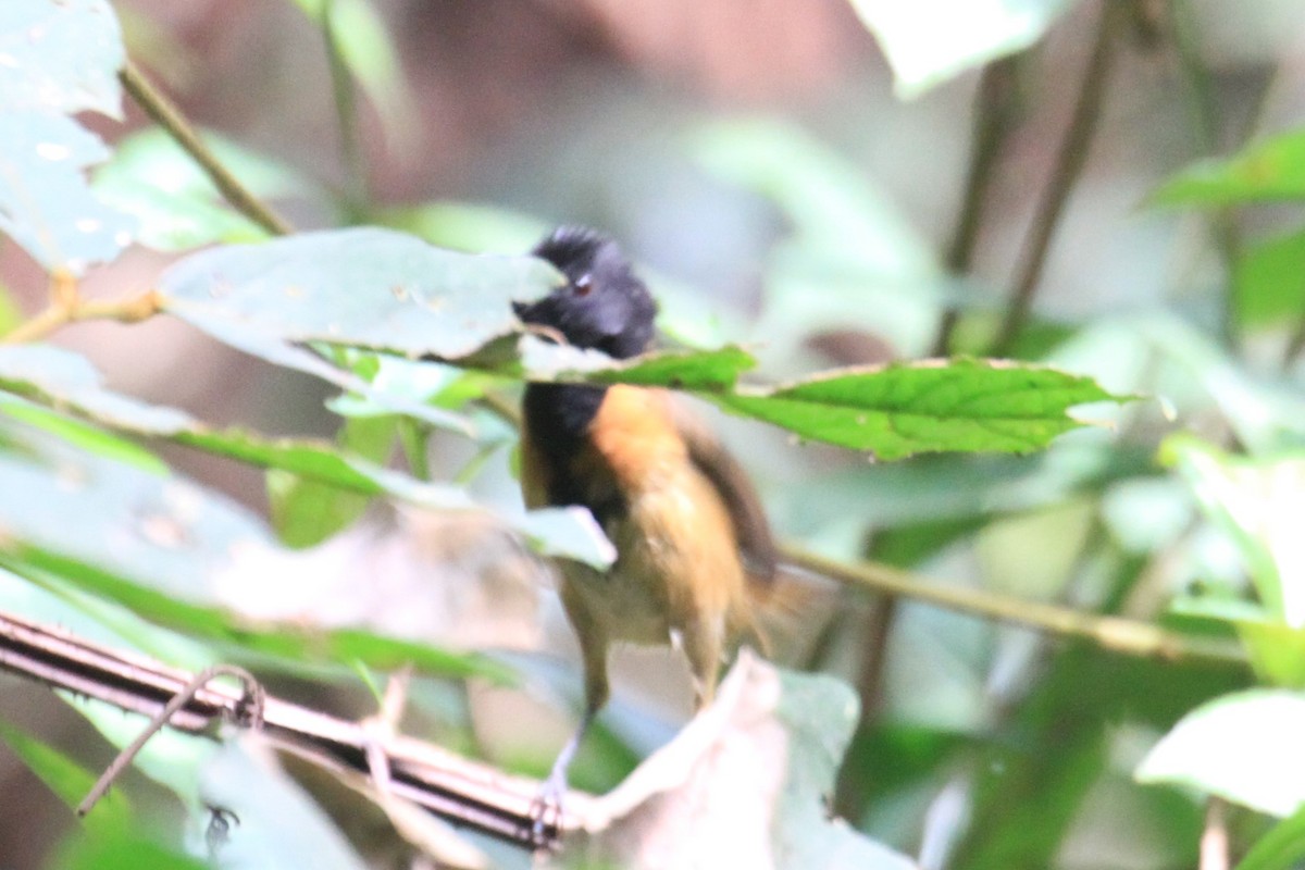 Black-capped Rufous-Warbler - ML49836441