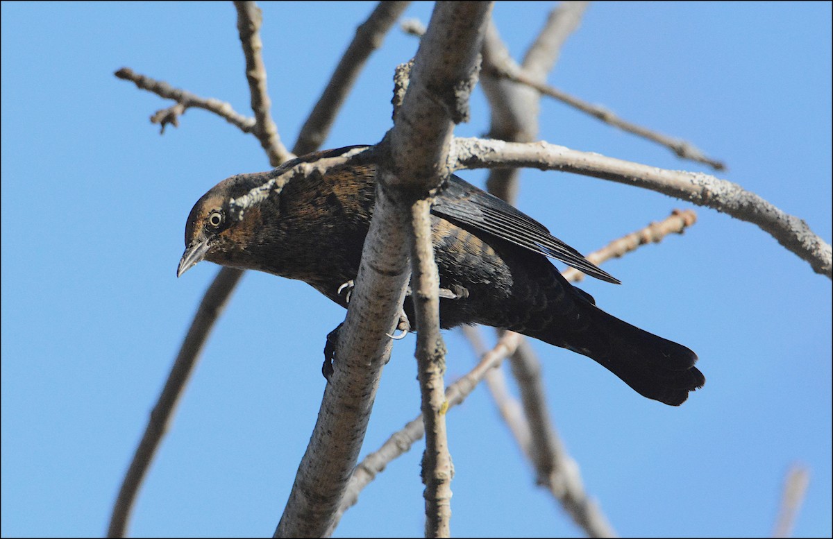 Rusty Blackbird - ML498364911