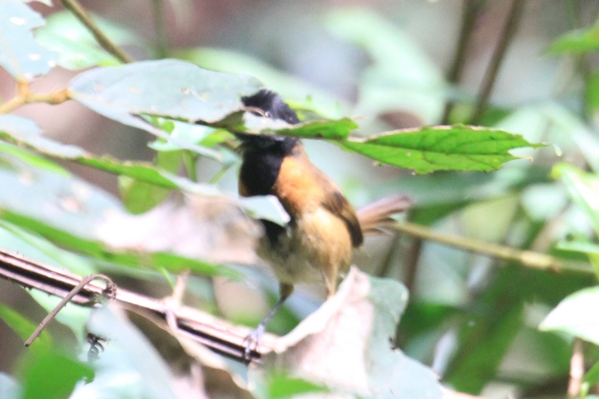 Black-capped Rufous-Warbler - ML49836511