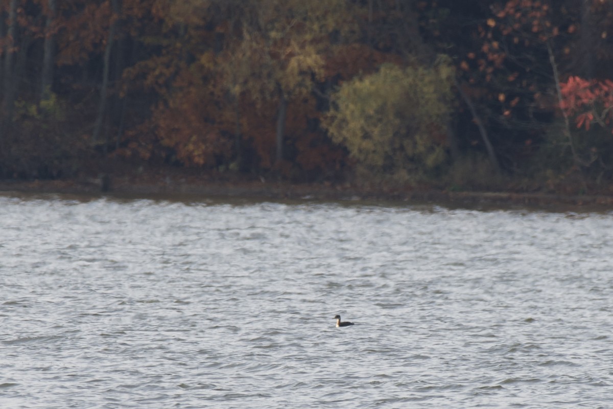 Red-necked Grebe - ML498365931