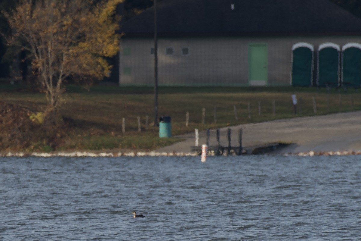 Red-necked Grebe - Tom Baumgart