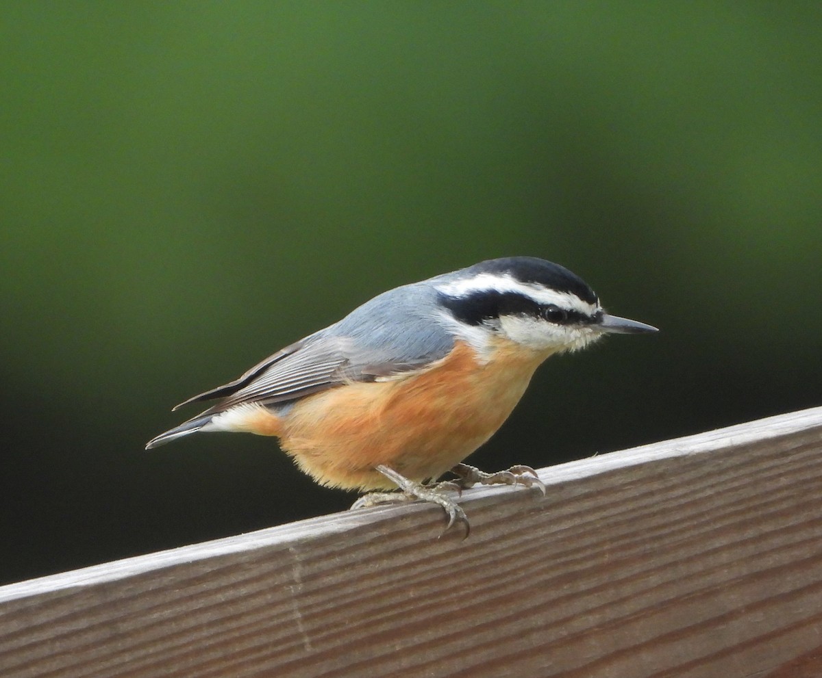 Red-breasted Nuthatch - Richard Chirichiello