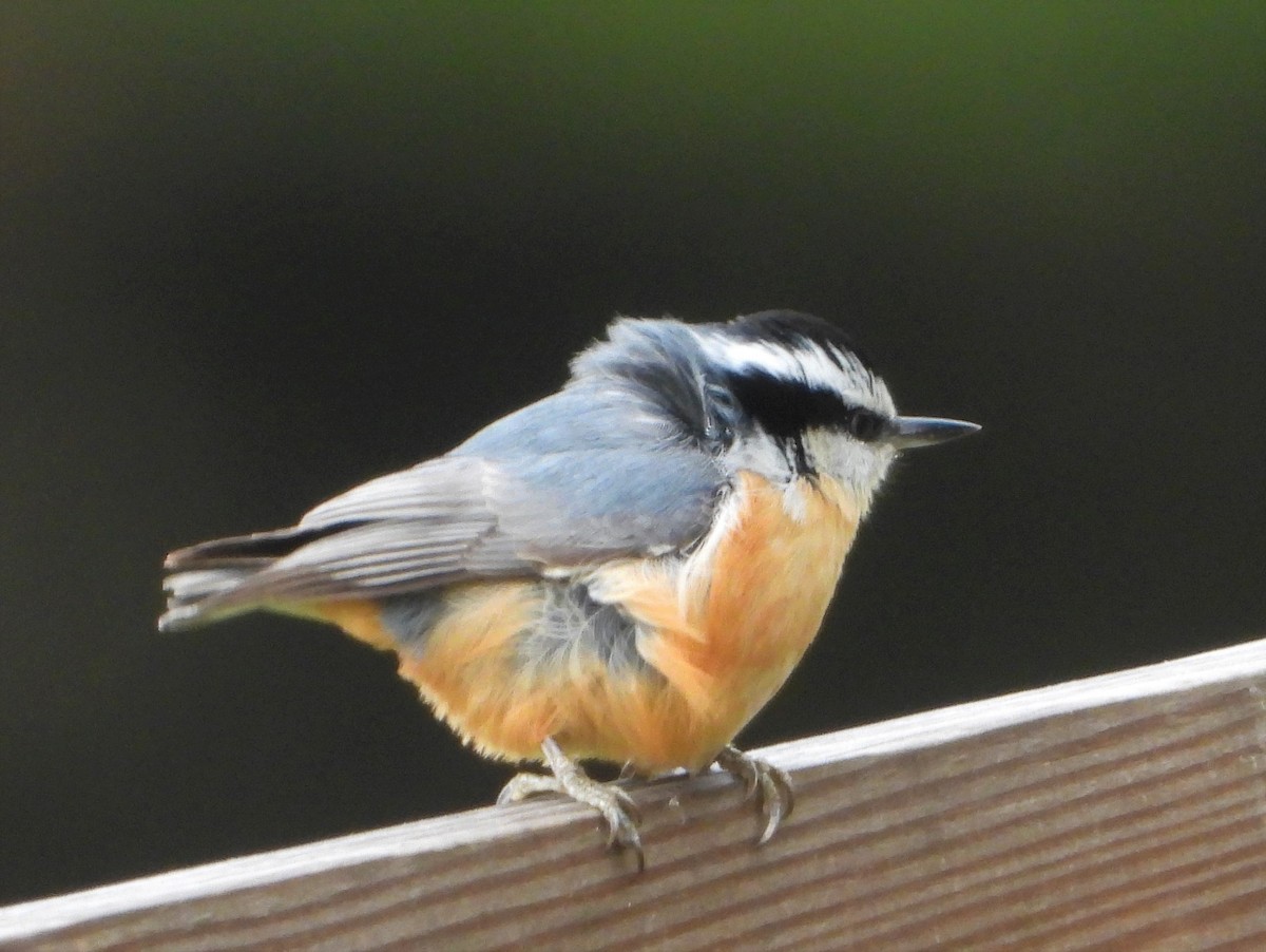 Red-breasted Nuthatch - Richard Chirichiello