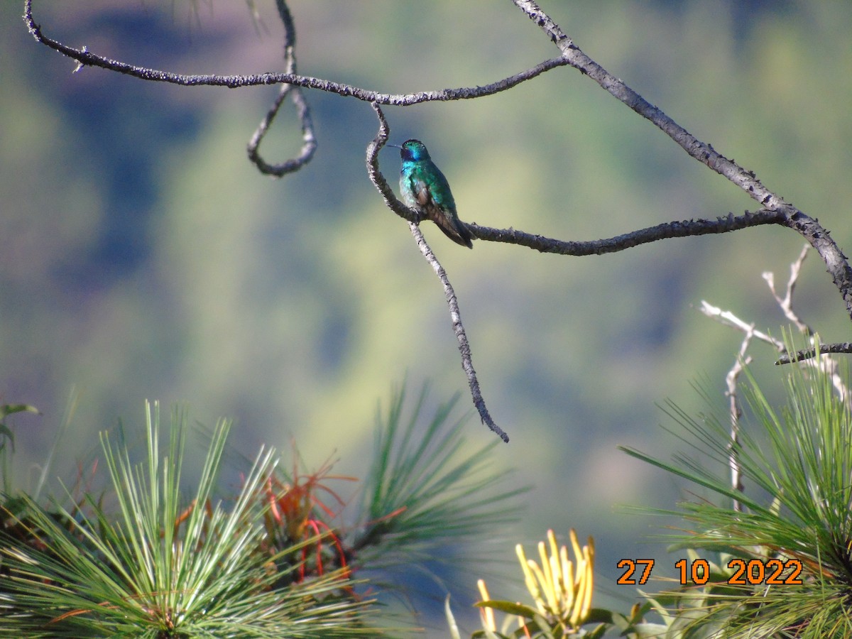 Mexiko-Veilchenohrkolibri - ML498367021