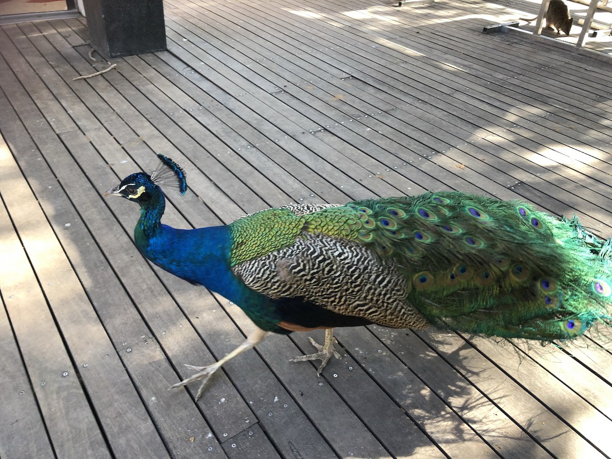 Indian Peafowl (Domestic type) - ML498369091