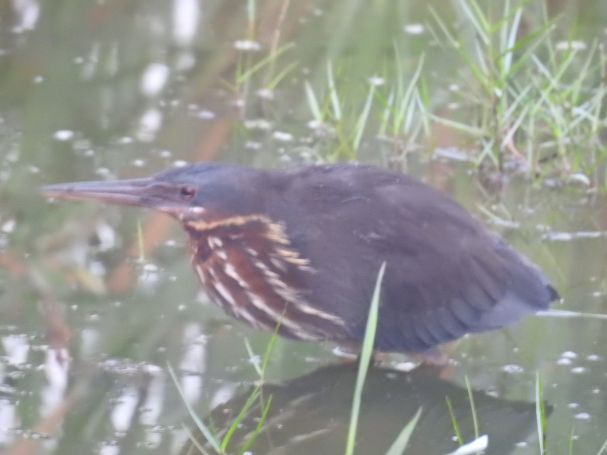 Black Bittern - ML49836921