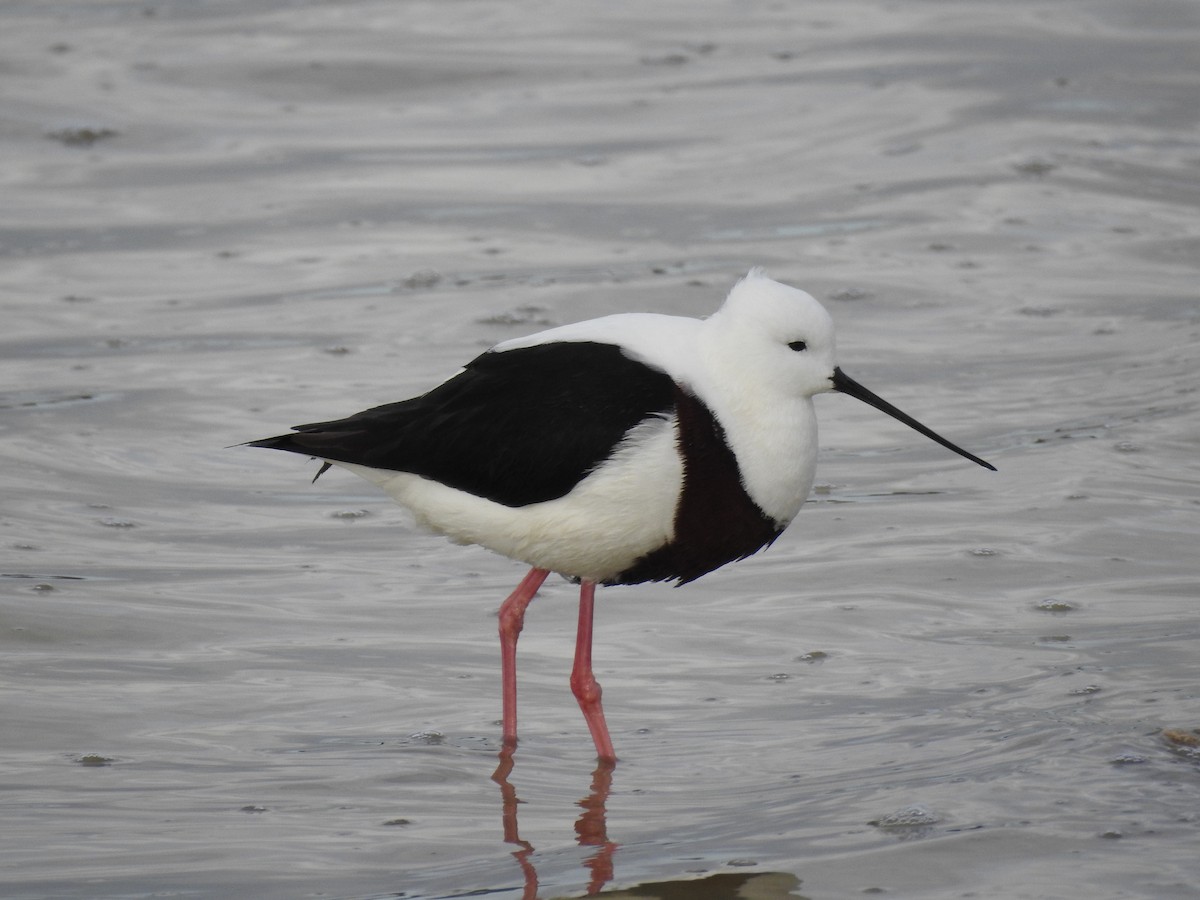 Banded Stilt - Michael Chirlin