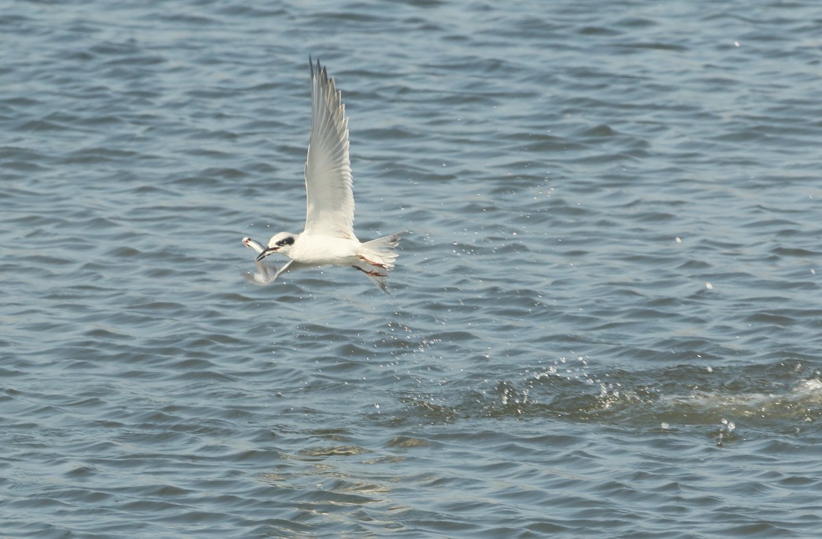 Forster's Tern - ML498369411