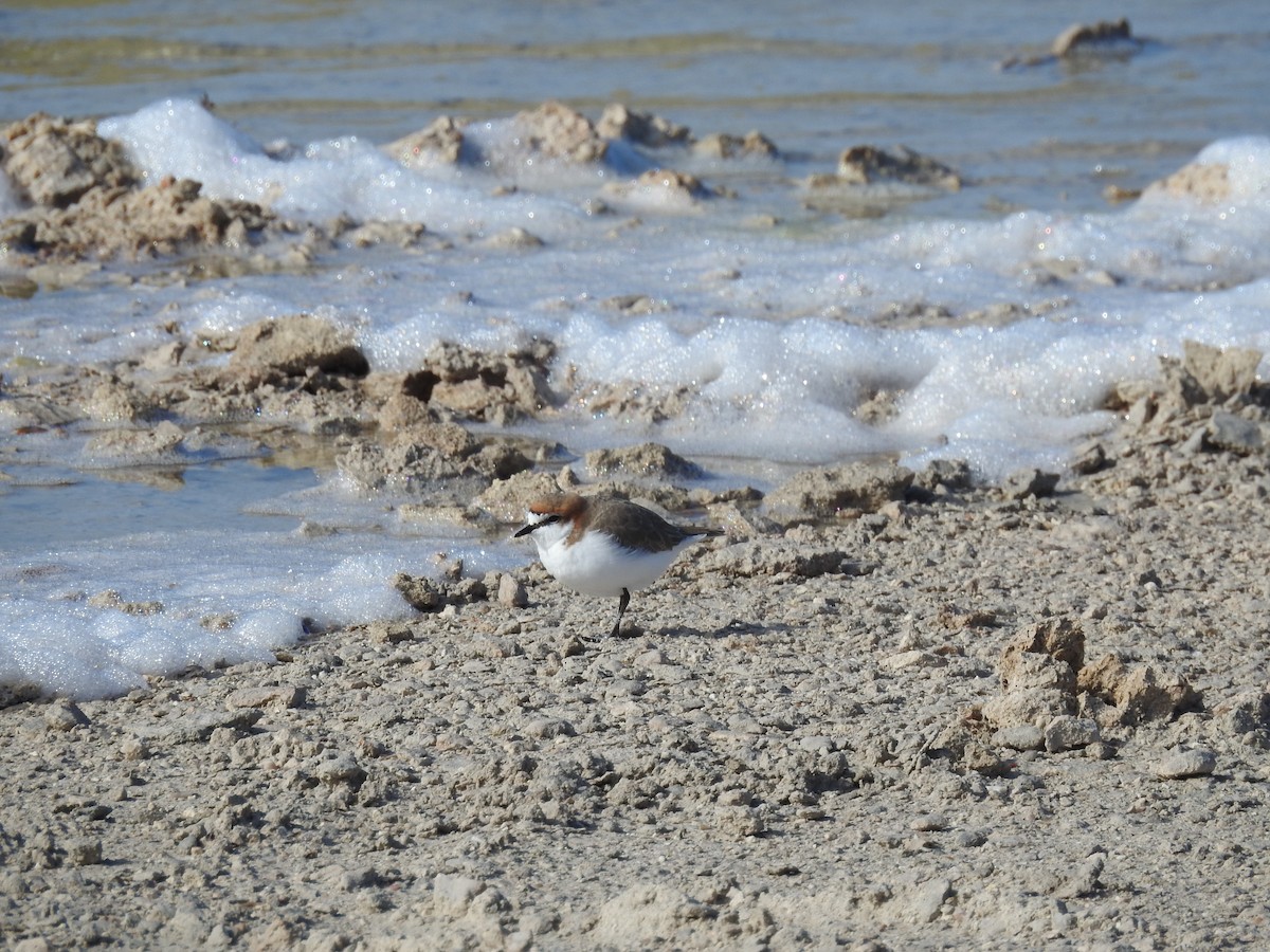 Red-capped Plover - Michael Chirlin