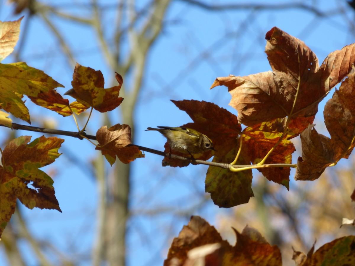 Золотомушка жовточуба - ML498370261