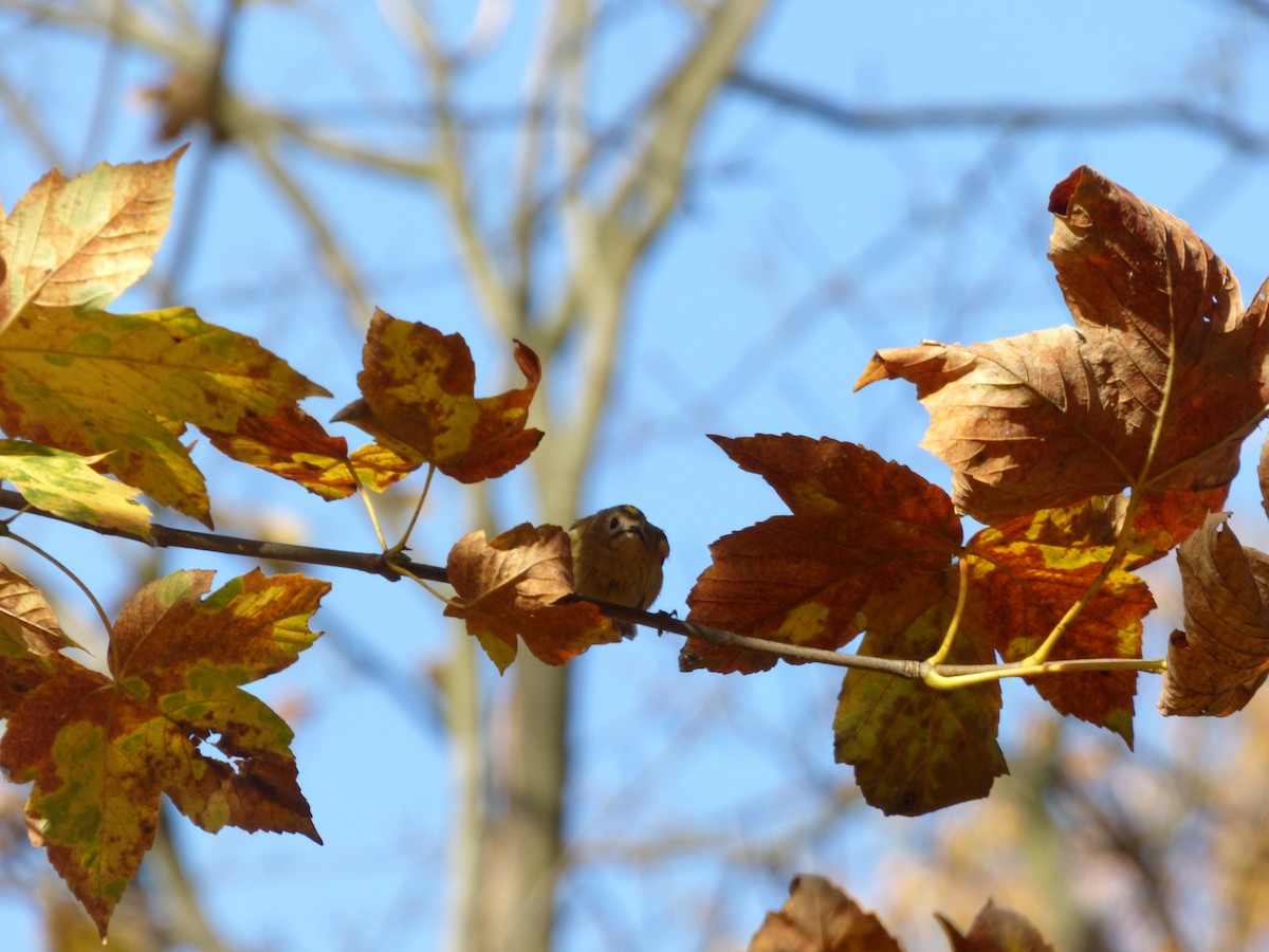 Goldcrest - ML498370271