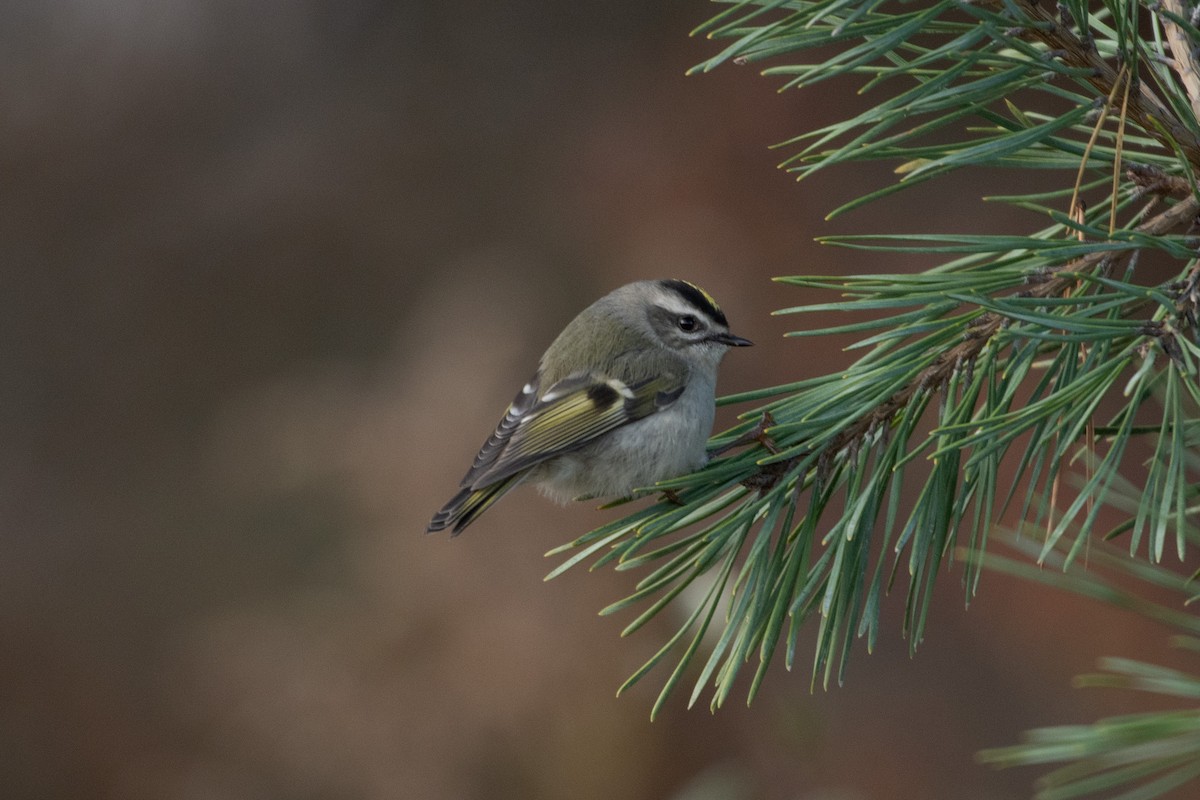 Golden-crowned Kinglet - ML498370411