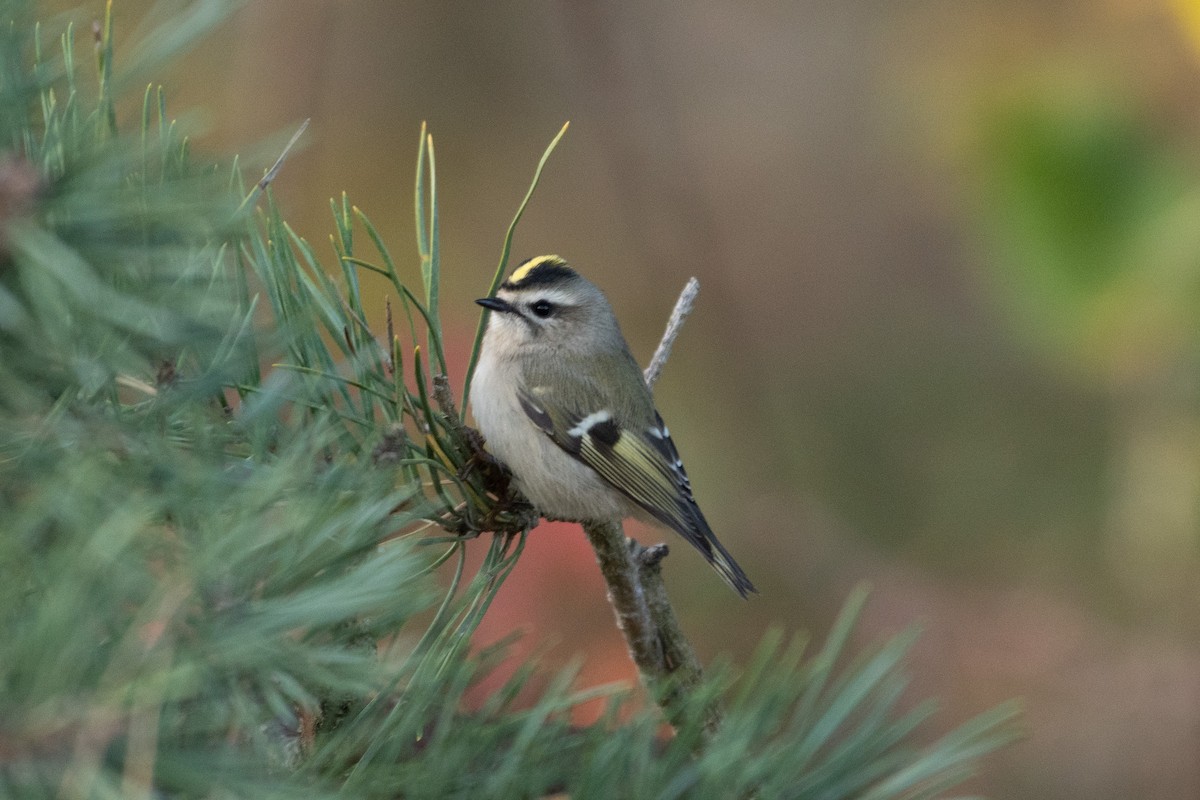 Golden-crowned Kinglet - ML498370421