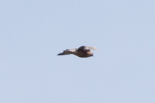 Red-shouldered Hawk - Brett Forsyth