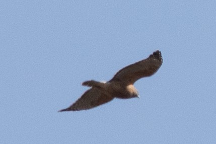 Red-shouldered Hawk - ML498372591