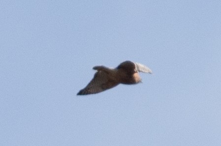 Red-shouldered Hawk - ML498372601