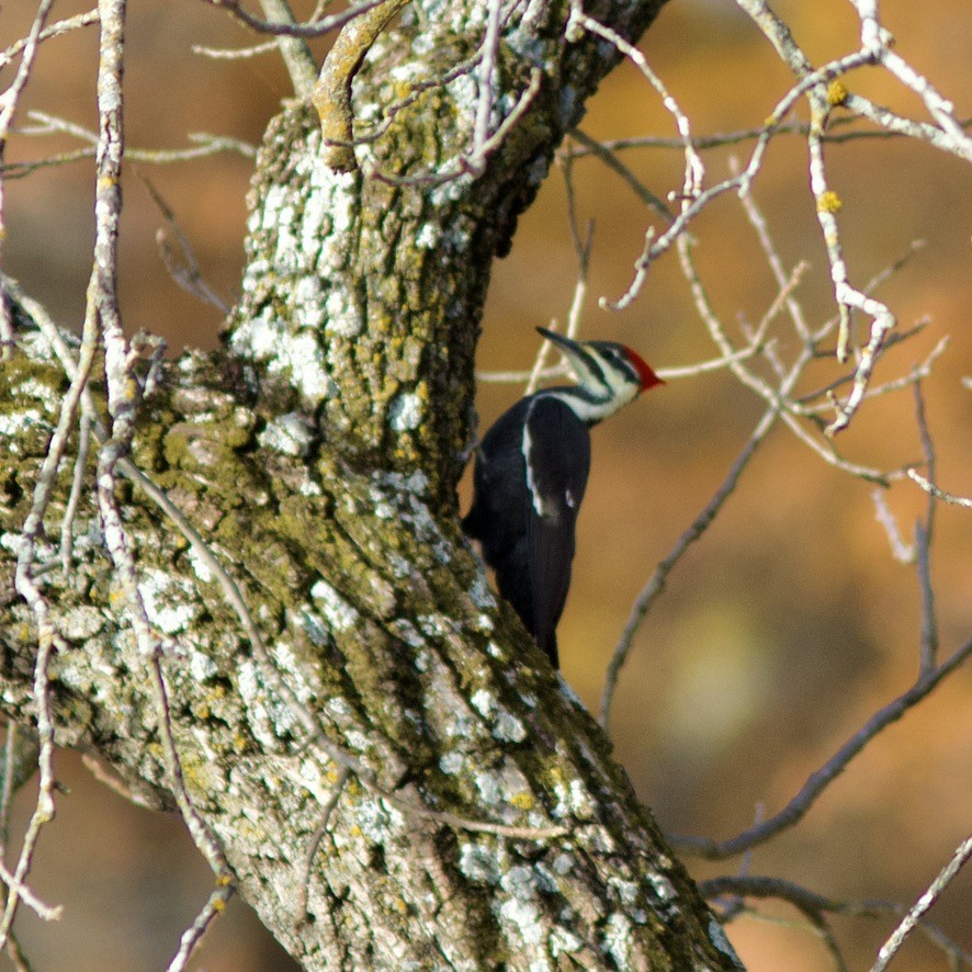 Pileated Woodpecker - ML498373851