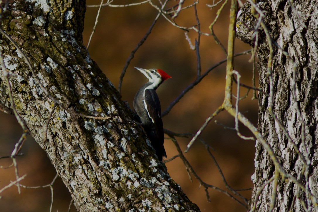 Pileated Woodpecker - ML498373871