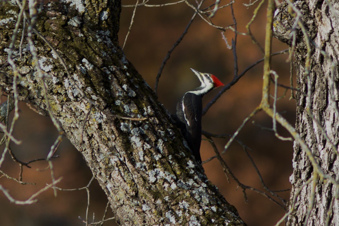 Pileated Woodpecker - ML498373911