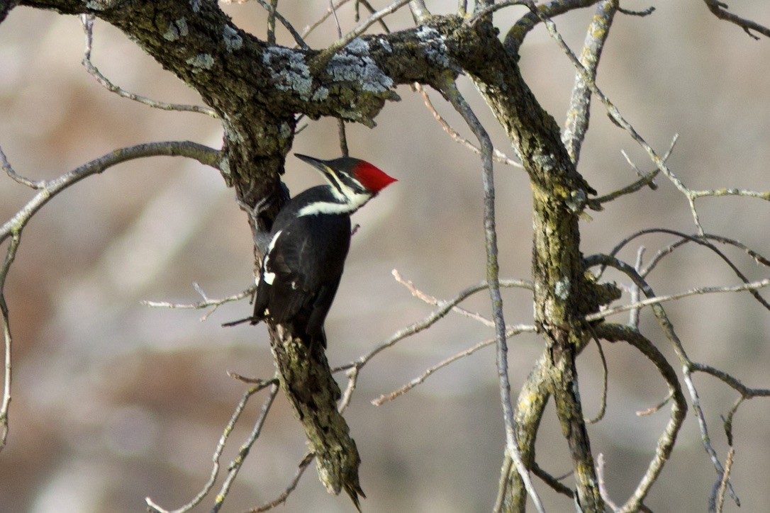 Pileated Woodpecker - ML498374011