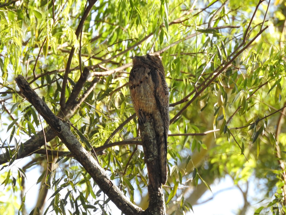 Common Potoo - Sandra  Retamozo