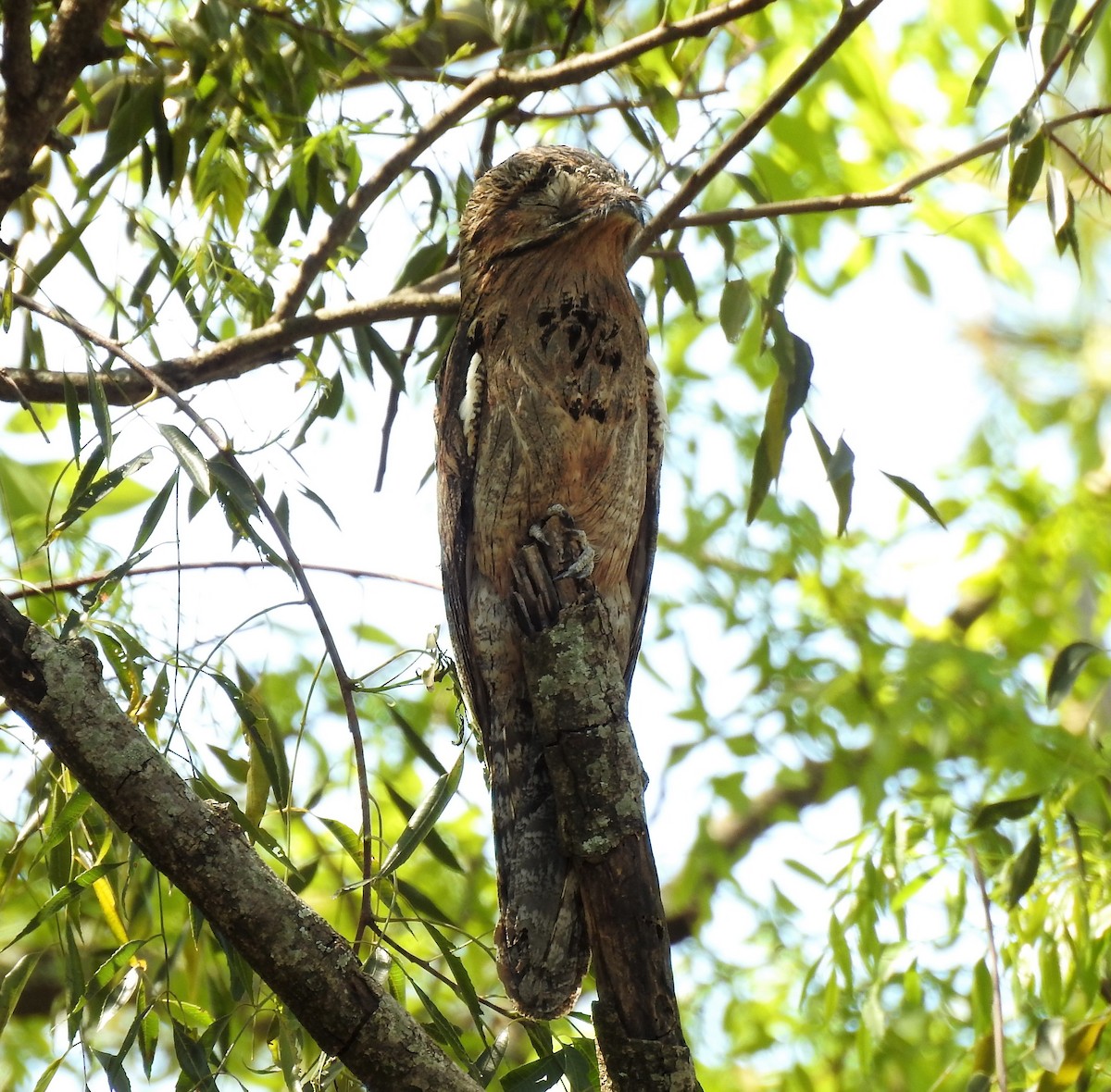 Common Potoo - ML498374461