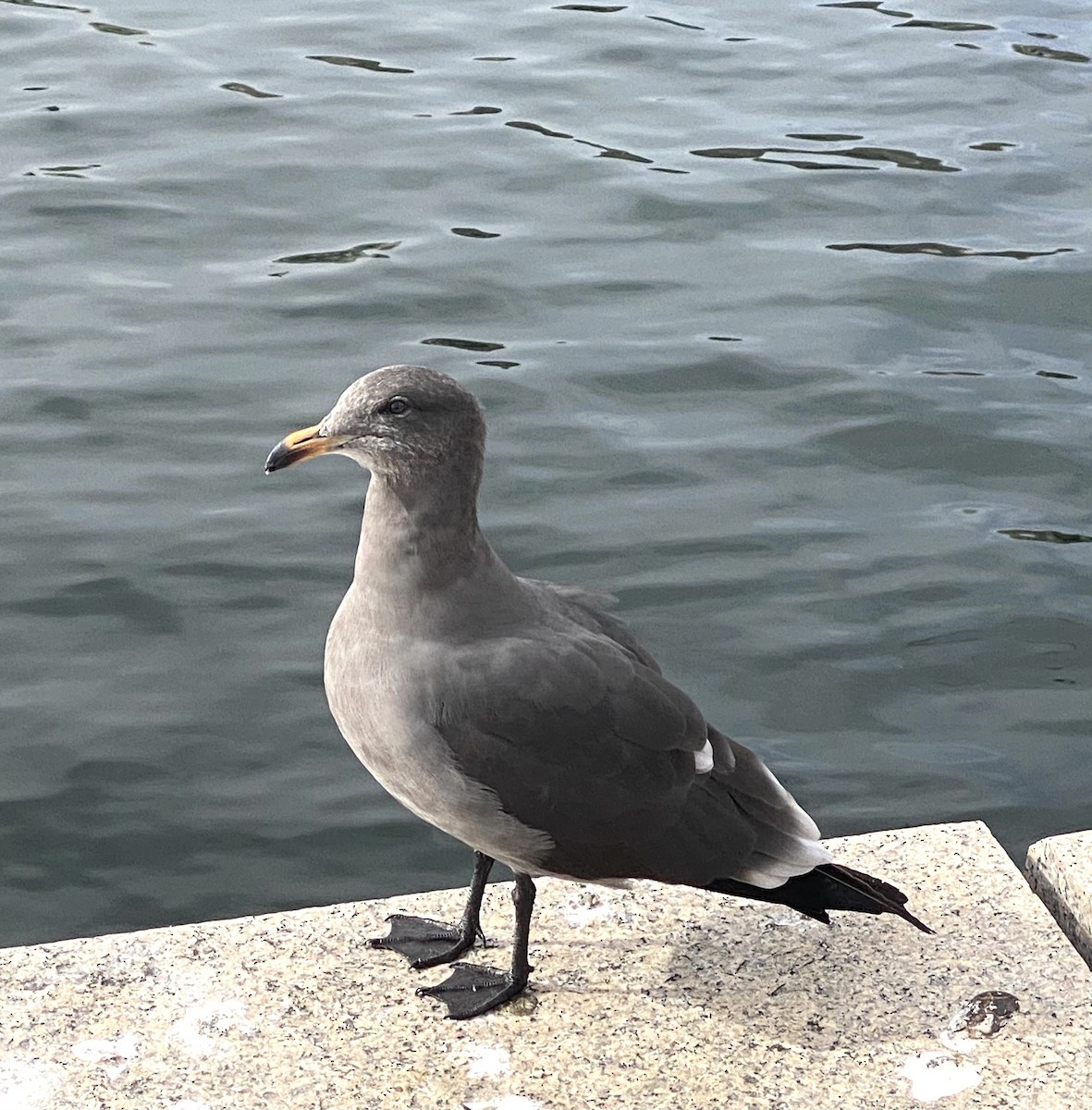 Heermann's Gull - ML498375001