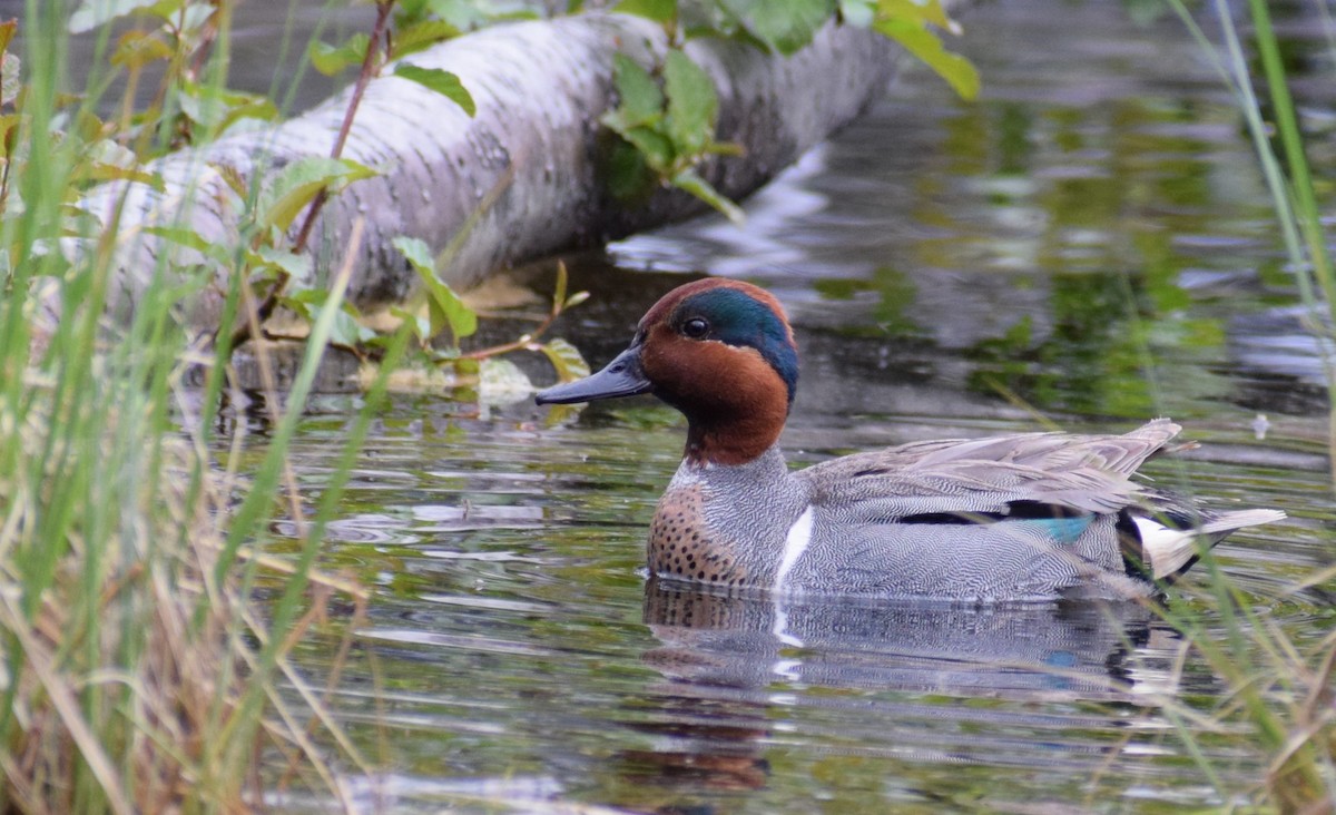 Green-winged Teal - Dominique Blanc