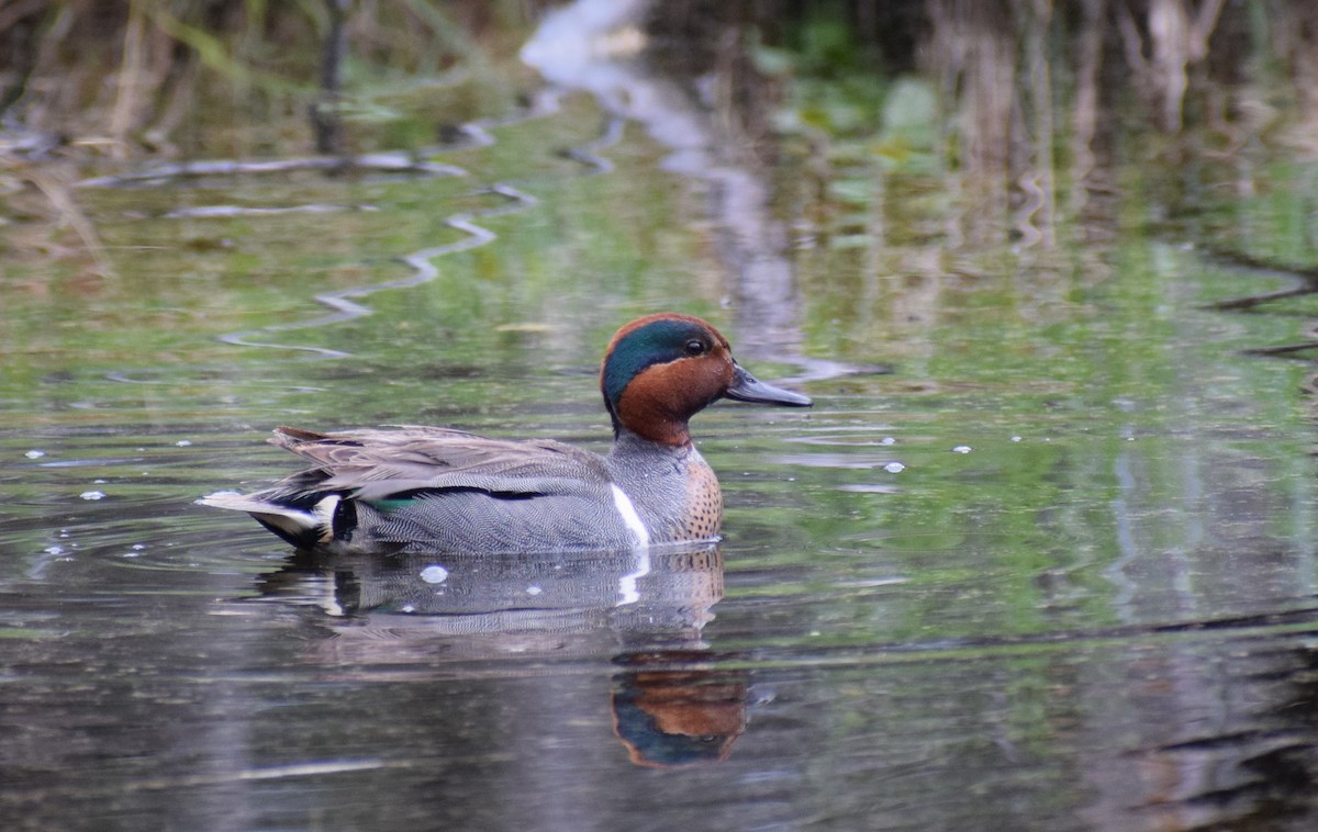 Green-winged Teal - Dominique Blanc