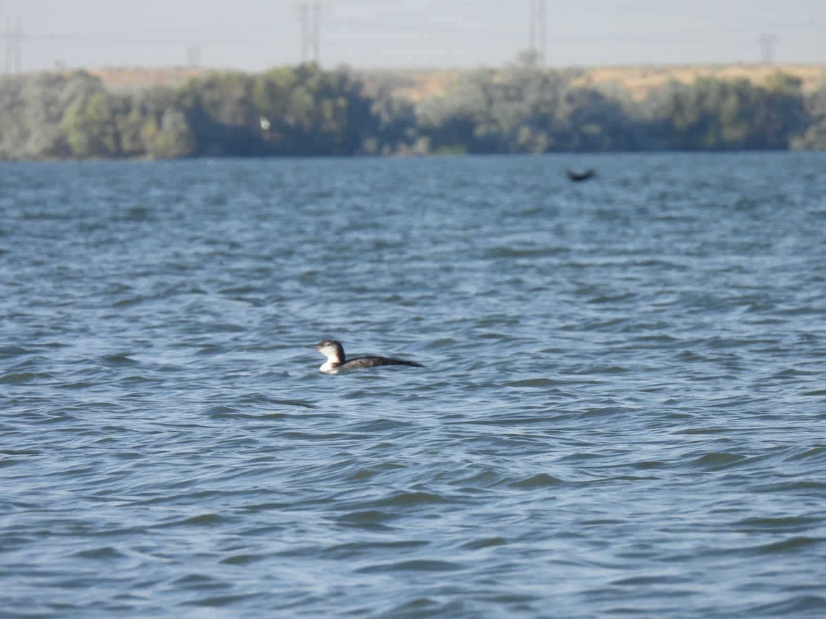 Common Loon - Heidi Adamson