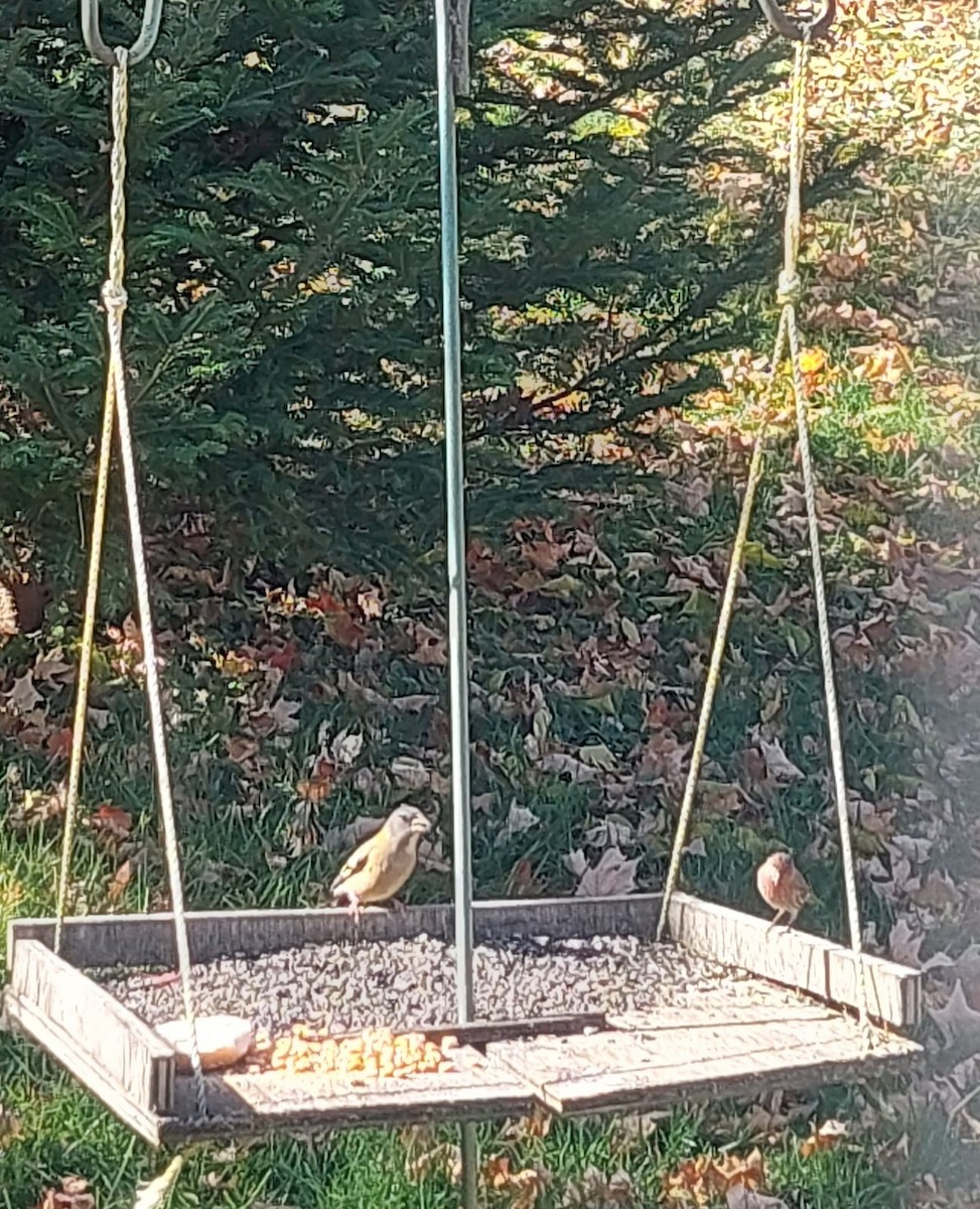 Evening Grosbeak - Brent Musser