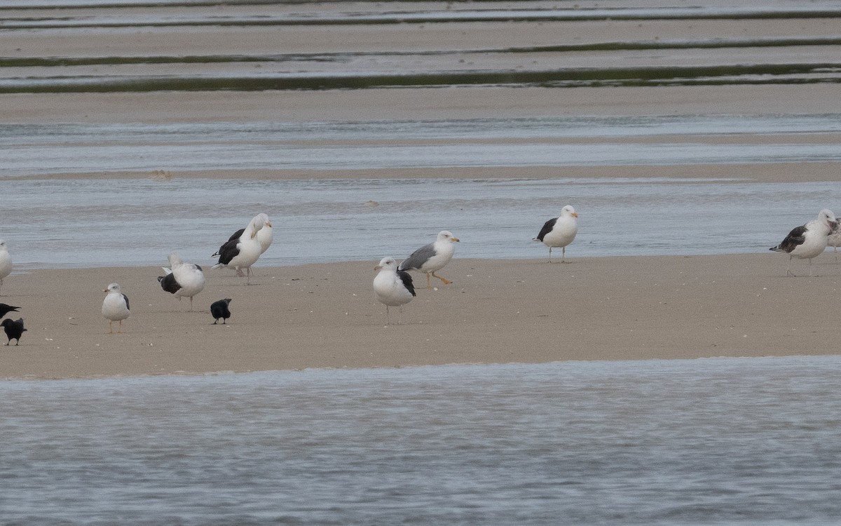 Yellow-legged Gull - ML498377341