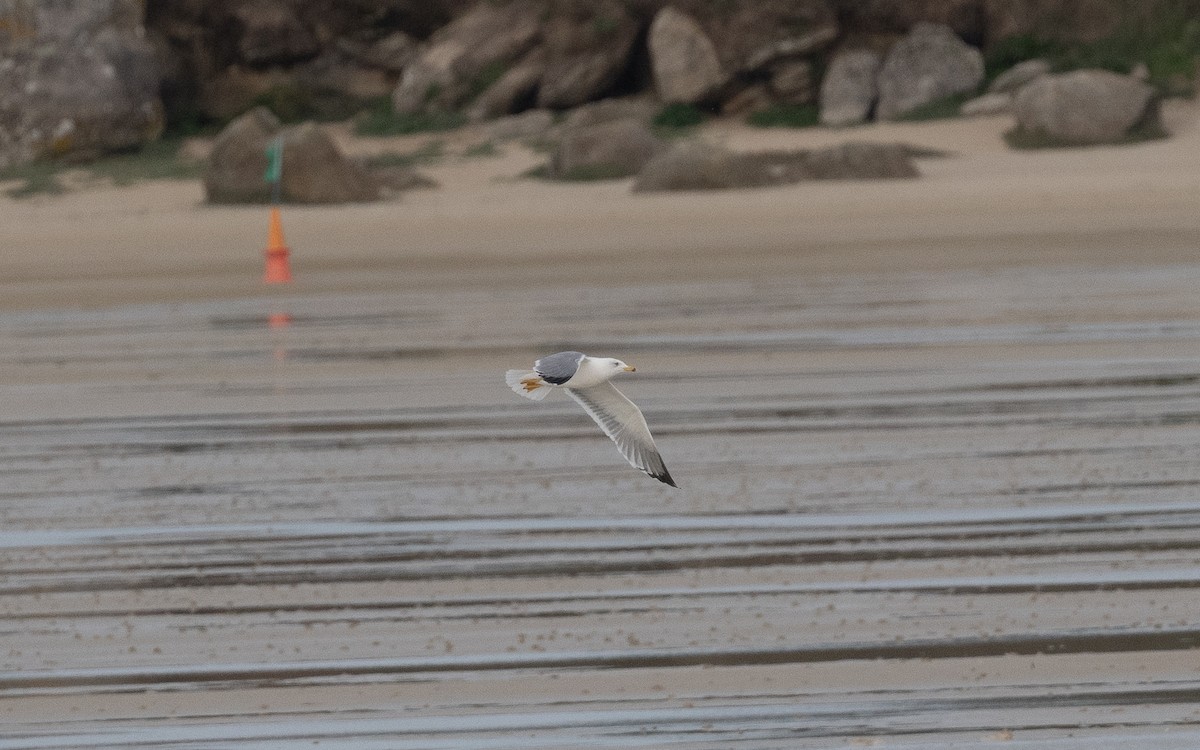 Yellow-legged Gull - ML498377351